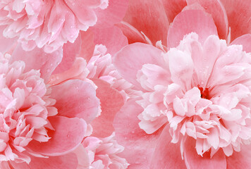 Red peonies  flowers  and petals peonies   Floral background.  Close-up. Nature.