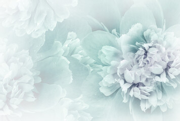 Blue  peony  flowers  and petals peonies   Floral background.  Close-up. Nature.