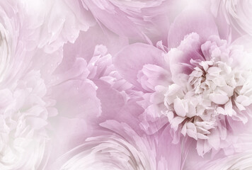 Light purple  peony  flowers  and petals peonies   Floral background.  Close-up. Nature.