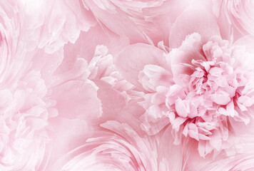 Pink   peony  flowers  and petals peonies   Floral background.  Close-up. Nature.