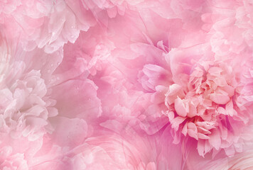 Pink   peony  flowers  and petals peonies   Floral background.  Close-up. Nature.