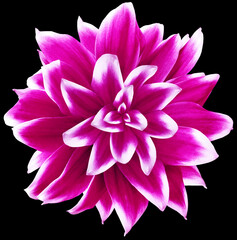 Daisy   purple. Flower isolated  on  black  background with clipping path without shadows. Close-up. For design. Nature.