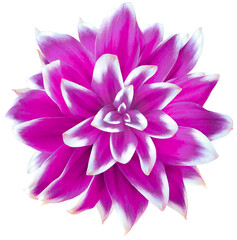 Daisy rpurple.  Flower on  isolated  white background with clipping path without shadows. Close-up. For design. Nature.
