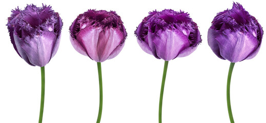 Set flowers  purple  tulips .   Flowers isolated on a white background. No shadows with clipping path.   Fringed tulips.  Close-up. Nature.