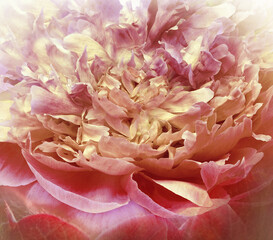 Red  peony  flowers  and petals peonies   Floral background.  Close-up. Nature.