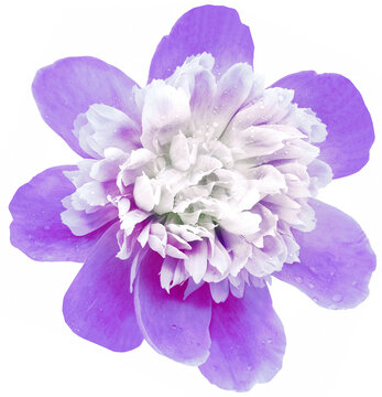 Purple  peony flower  on white isolated background with clipping path. Closeup. For design. Nature.