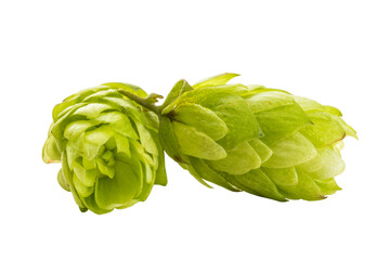 Macro of common hops fruits isolated with transparent background