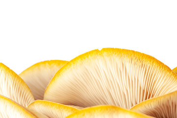 oyster mushroom close up isolated on white background