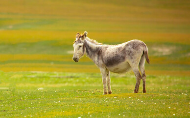 Donkey grazing on a green meadow. Herd of donkeys in the pasture, hardy animals in agriculture. Livestock in the mountains.