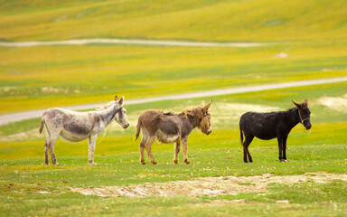 Donkey grazing on a green meadow. Herd of donkeys in the pasture, hardy animals in agriculture....
