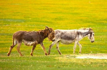 Donkey grazing on a green meadow. Herd of donkeys in the pasture, hardy animals in agriculture....