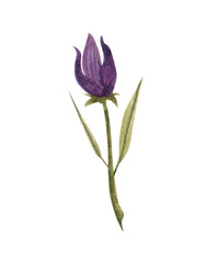 watercolor field bell, wild flowers purple