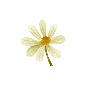 watercolor daisies, white wildflowers