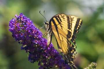 swallowtail butterfly on flower