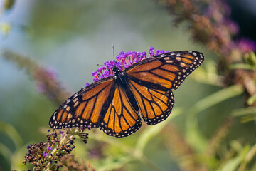monarch butterfly on flower