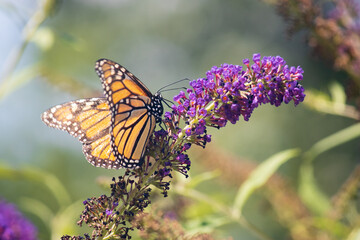 monarch butterfly on flower