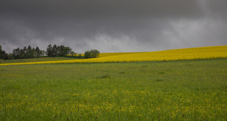 meadow and rapeseed field in the rain