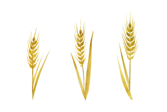 watercolor wheat, ears of wheat