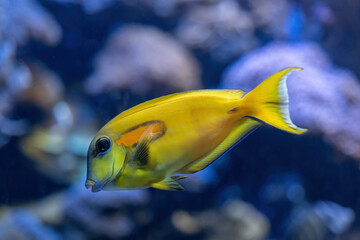 Orange Shoulder Tang Fish