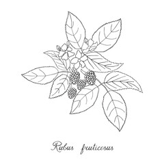 Blackberry, bramble, dewberry. Sketch, lettering in Latin - 523559463