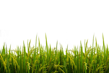 Green paddy rice plant isolated on white background.Rice field.