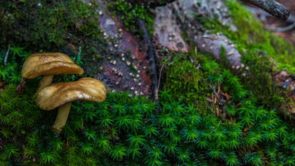 Fototapeta premium Moss and mushrooms / mountain nature