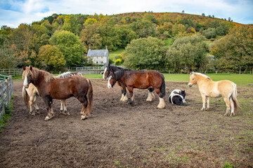 Fototapeta na wymiar Horses in the countryside.