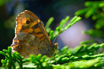 Macro of butterfly lasiommata megera on a leaf