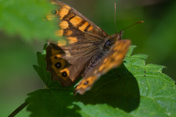 Macro of butterfly lasiommata megera on a leaf