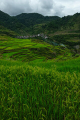 Rice terraces at Maligcong in northern Luzon Island, Philippines. - 523560847