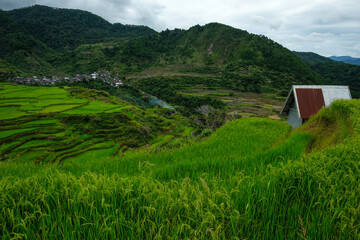 Fototapeta na wymiar Rice terraces at Maligcong in northern Luzon Island, Philippines.