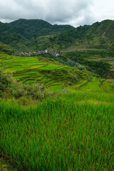 Naklejka premium Rice terraces at Maligcong in northern Luzon Island, Philippines.
