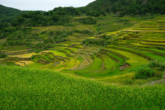 Rice terraces at Bontoc in northern Luzon Island, Philippines.