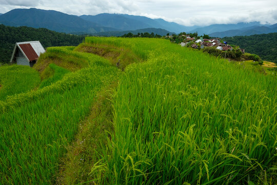 Rice terraces at Maligcong in northern Luzon Island, Philippines.