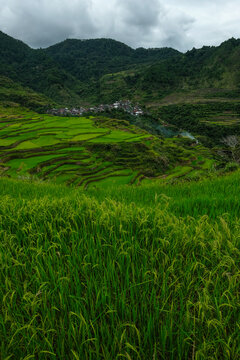 Rice terraces at Maligcong in northern Luzon Island, Philippines.