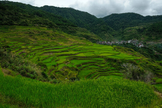 Rice terraces at Maligcong in northern Luzon Island, Philippines.