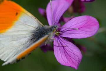 Macro of Anthocaris cardamines butterfly on Lunaria annua flower