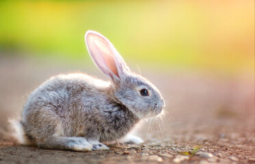 a rabbit is sitting on a rocky path against the background of a sunny lawn