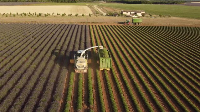 Harvesting Lavender Agriculture Field, Harvester Tractor in Valensole, Provence
