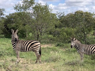 Fototapeta na wymiar Zebras in Kruger Nation Park