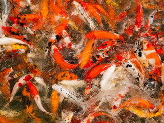 Obraz na płótnie Canvas A group of koi fish swimming in the water.