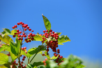 red berry burdock with green leaves on a sunny summer day with a blue sky