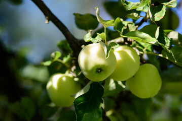 yellow clear apples on a tree branch with green leaves on a sunny summer day