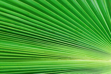 palm leaf, green leaf background