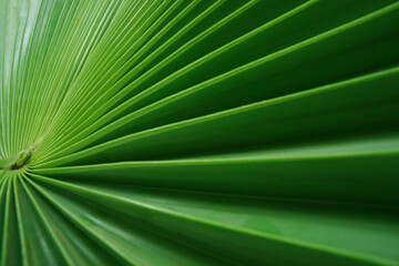 palm leaf, green leaf background