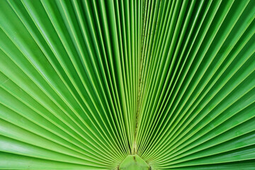 palm leaf, green leaf background