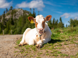 Glückliches Kalb in den Bergen