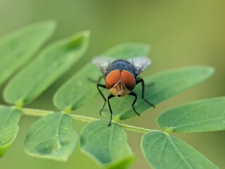 fly on leaf