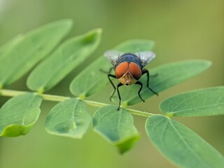 fly on leaf