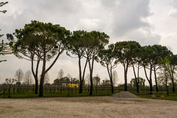 Landscape with trees and cloudy day at Meolo town, Veneto, Italy